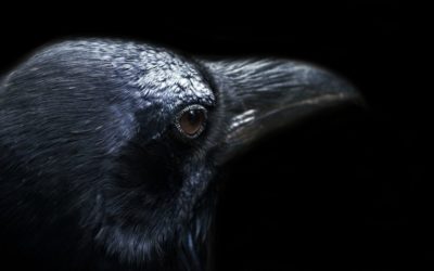 The Raven, the Messenger, and the Grand Misunderstanding